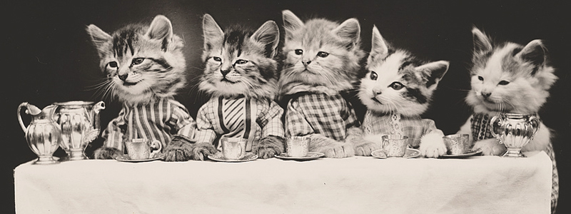 Kittens at Tea